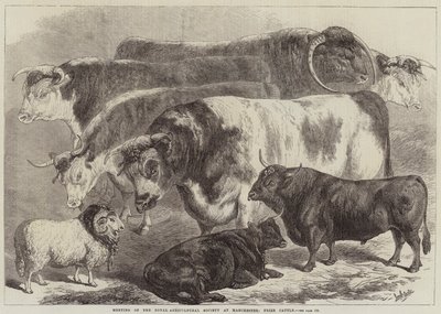 Meeting of the Royal Agricultural Society at Manchester, Prize Cattle by Samuel John Carter